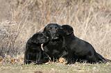 LABRADOR 1112